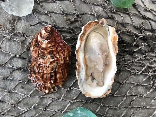  Frost Bites Oyster - 25 count